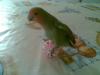 zazu en su pelota